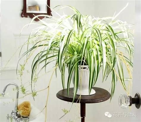 房間可以種植物嗎|Top 10 室內植物推薦！用觀葉植物盆栽，輕鬆綠化居。